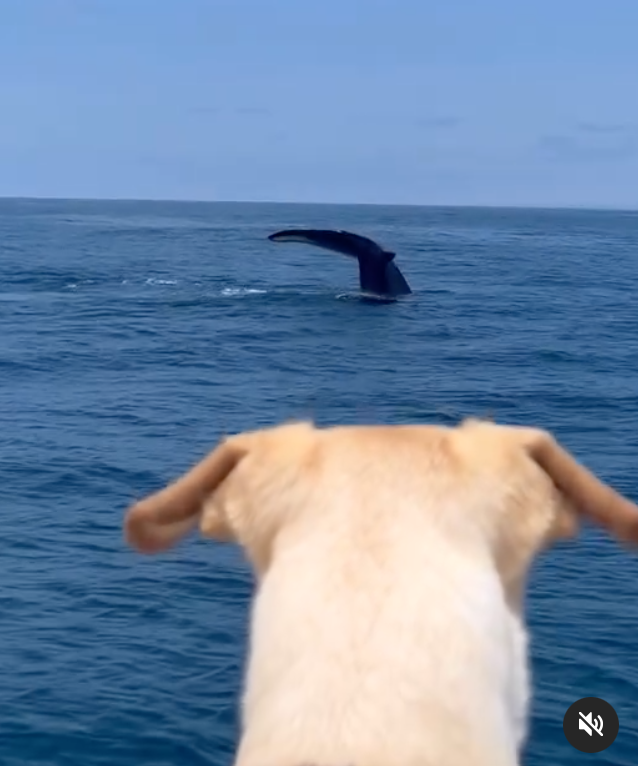 Canine Companion Encounters - A Whale of a Tale